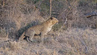 Mating leopards