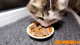 DIY Cat food at home