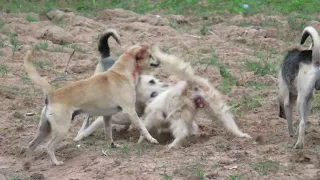 Thai street Dogs meeting Enjoy a season by rural dogSy Sa -