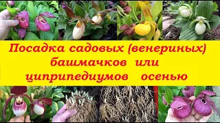 Посадка садовых (венериных) башмачков или циприпедиумов осенью