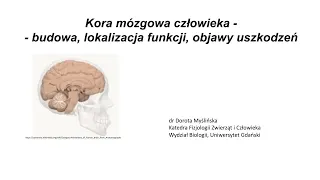 Lekcje UG - "Kora mózgowa człowieka - budowa, (...)" - dr hab. Dorota Myślińska, prof.  UG