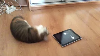 Кошка играет с ipad