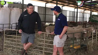 Hageland Ile de France Stoet se Mark Gietzman oor hulle stoet, boerdery en veiling