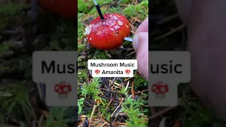 Modern Biology - Amanita Mushroom music 🍄✨🍄 myco transmissions #music #plant #shorts  #mushroom