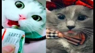 Cats are so funny you will die laughing - Funny cat compilation