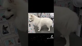 Japanese spitz groom