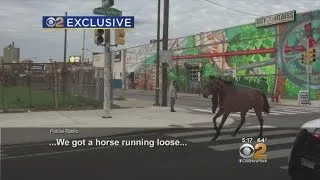 Horse Runs Through Streets Of Philadelphia