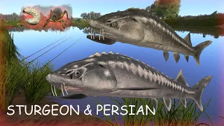 Russian Fishing 4 RF4 Akhtuba River| Sturgeon & Persian Active spot