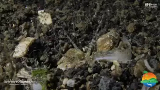 Bobbit Worm vs. Lionfish