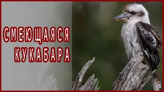 Пернатая счастливица, смеющаяся кукабара, поймала змею