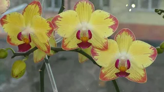 ДОСВЕТКА и Правильный ПОЛИВ орхидеи зимой. 15-и летняя орхидея ШАНХАЙ / Shanghai - ЗАЦВЕЛА.