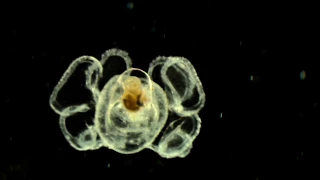 The Beauty Of Deep-sea Creatures | Blue Planet | BBC Earth