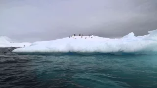 Penguins on an Iceberg