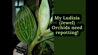 My Ludisia (Jewel) Orchids need a repot! :D