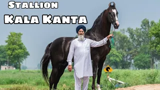 Punjab ~ India’s Top Stallion Kala Kanta | Behbal Stud Farm | King Of Marwari Horses | scoobers