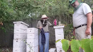 Pulling honey the Foul Mouthed Beekeeper style.