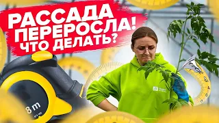 КАК ВЫСАДИТЬ ТОМАТЫ, ЕСЛИ ВЫТЯНУЛИСЬ? Посадка лежа