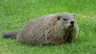 Groundhog - Wild woodchuck eating - whistle pig #wildlife #wildanimals