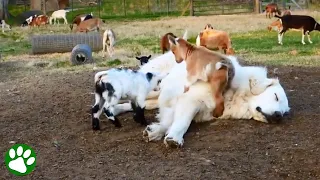 Baby Goats Jumping On Sleeping Great Pyrenees