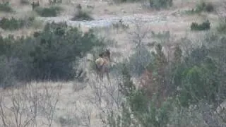 Head Shot, Cow Elk, 7mm Mag