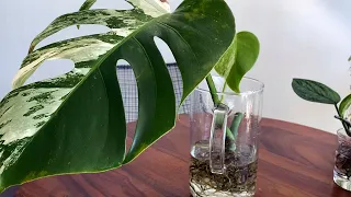 How To Move Houseplant Cuttings from Water to Soil | Monstera Albo