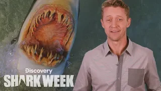 When Sharks Attack | Shark Week's The Daily Bite