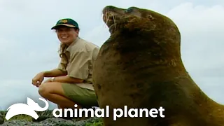 Steve & Terri Irwin Explore The Wildlife In Galapagos | Crocodile Hunter | Animal Planet