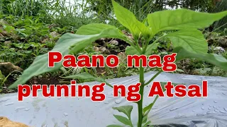 Paano mag pruning ng Atsal