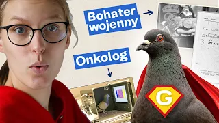 Gołębie: znienawidzone ptaki, które odmieniły losy świata 🐦✨