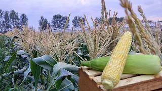 Сахарная кукуруза 🌽 выращивание и уход