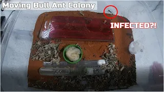 Moving my INFECTED Bull Ant Colony !