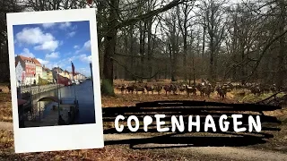Solo Travel In Copenhagen: Deer Park & Rainy Weather