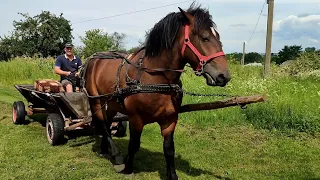 🐎🎦ПРИВЧАЄМО ДЖОКЕРА ДО ВОЗА