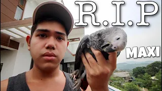 REST IN PEACE MAXI PAALAM NA! Nilibing na namin Maxi dahil na nauntog  (AFRICAN GREY) | Murillo Bros