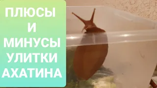 Плюсы и Минусы содержания улитки Ахатина! Вся правда!