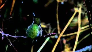 song of Anna`s hummingbird