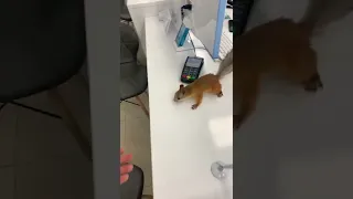 Белка в банке, Ипотеку берет😂squirrel in the Bank😂#funny #youtubeshorts #squirrel #shortvideo