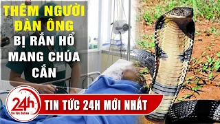 Tin Mới Nhất Thêm Người bị Rắn Hổ Mang Chúa Cắn phải tháo đốt ngón tay có thoát chết ko