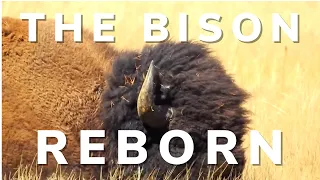 The Bison Reborn - Ghosts of the Prairies - Episode 4 - Return of the buffalo - Bison documentary