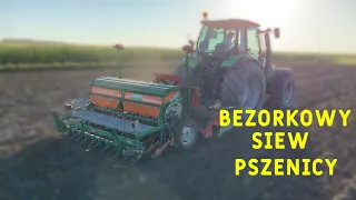 Bezorkowy siew pszenicy 2023