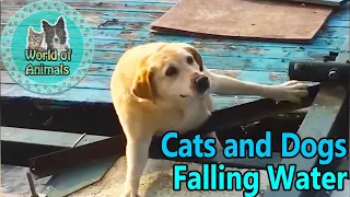 Epic Cats and Dogs Hate Falling in Water - They are so cute!