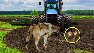 Ruheloser Wolf blockierte plötzlich die Straße. Der Mann war entsetzt, als er sah, was er bewachte!