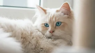 Relaxing Music for Cats - Harp Music to Calm Cats, Relaxation, Deep Sleep, Stress Relief