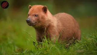 Is a "Bush Dog" the Perfect Predator? Mastery of Land & Water.
