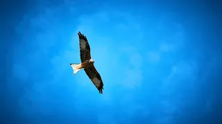 They shall mount up with wings like eagles (Isaiah‬ ‭40:31‬) - Thought for the Day - 02Feb2021