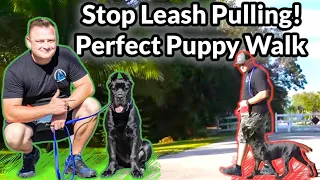 How to STOP Puppy Pulling On Leash Before It Starts - Train Dog Walk to Heel