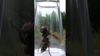 Releasing a Giant Asian Hornet!