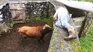 JAF - Wild & Stubborn Calves - Terceira Island - Azores