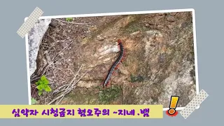 ☆맹독 지네 . 🐍Snake 까치살모사=칠점사  [ 심약자 시청금지 !! ]Snake Magpies Salmosa: Seven-pointer