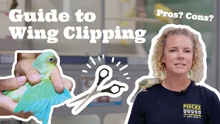 Should you clip your bird's wings? (all the pros and cons you need to know!)